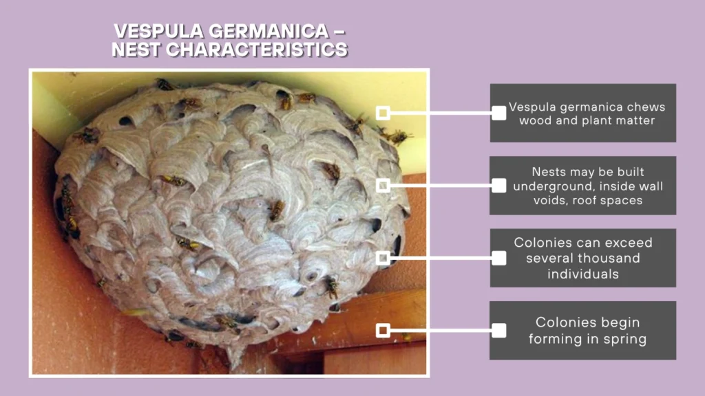 Vespula germanica – Nest Characteristics