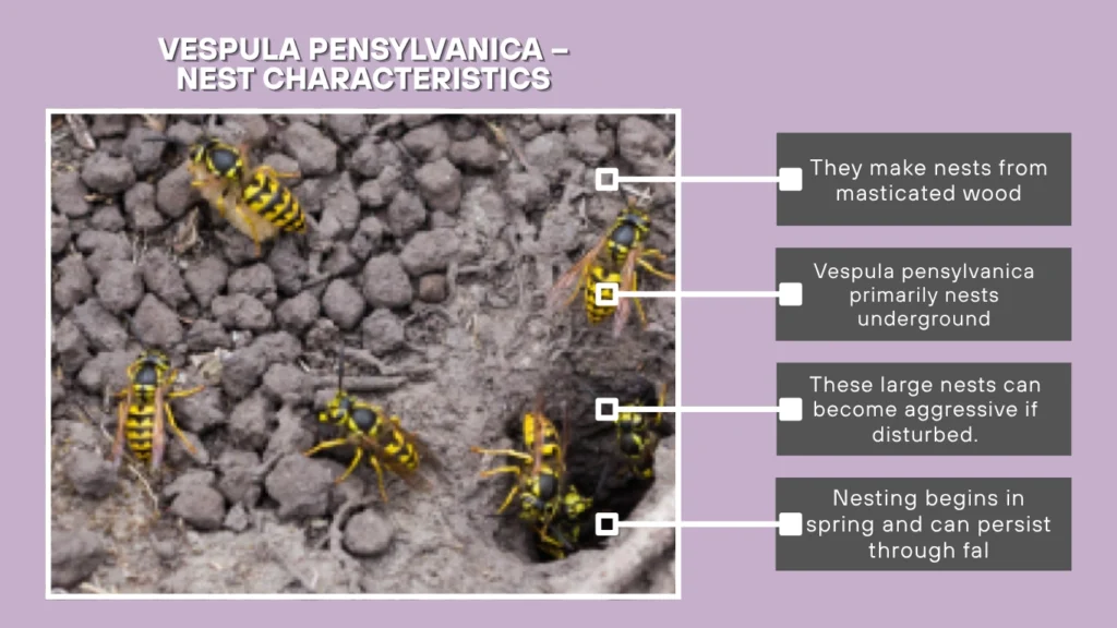 Vespula pensylvanica – Nest Characteristics