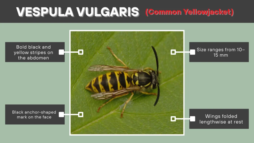 Vespula vulgaris – Common Yellowjacket