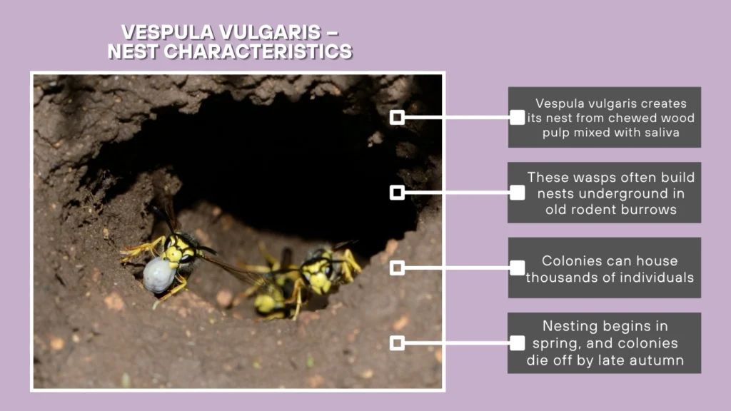 Vespula vulgaris – Nest Characteristics
