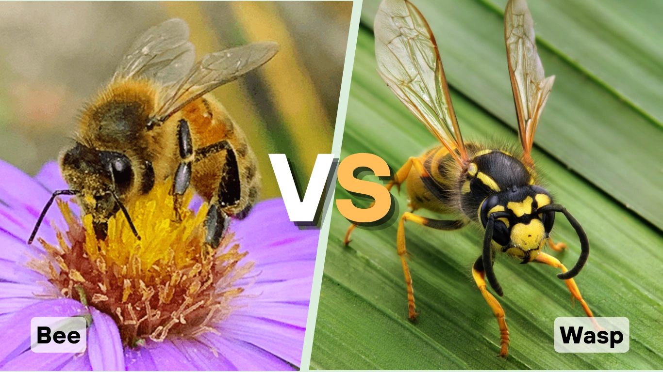 Wasp Vs Bee Key Differences Stings And Nests Behaviors Wasp Vs Bee Key Differences Stings And Nests Behaviors