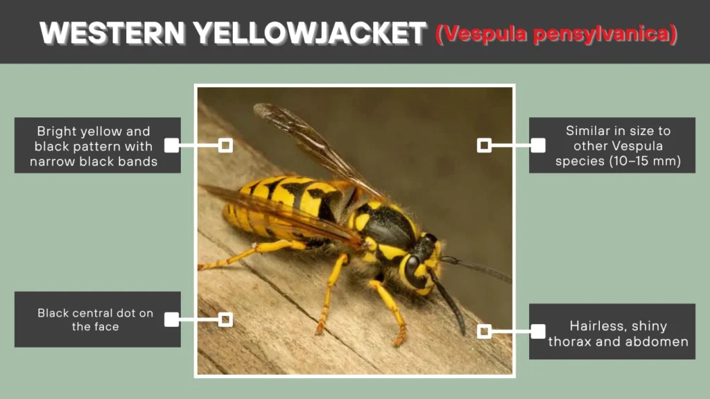Western Yellowjacket (Vespula pensylvanica)