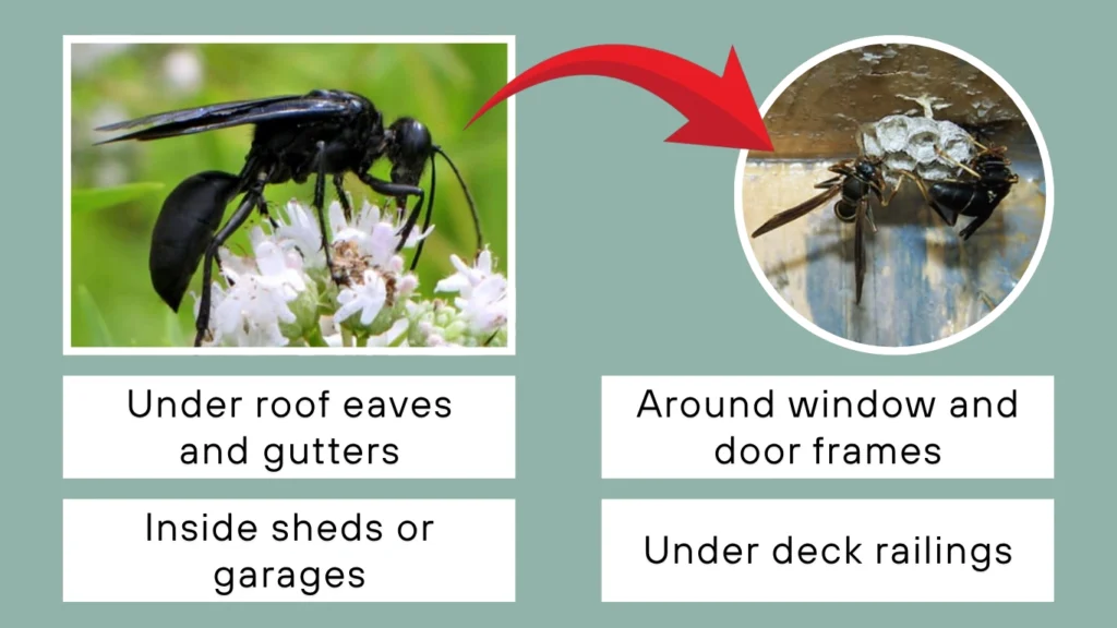 What Does a Black Paper Wasp Nest Look Like