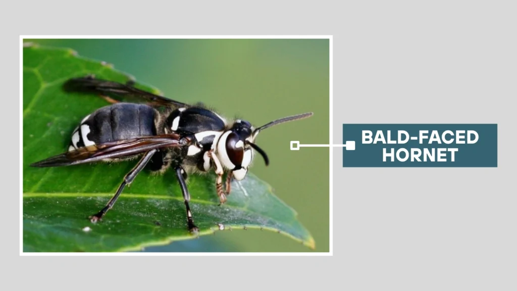 What is a Bald-Faced Hornet