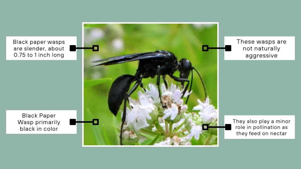 What is a Black Paper Wasp