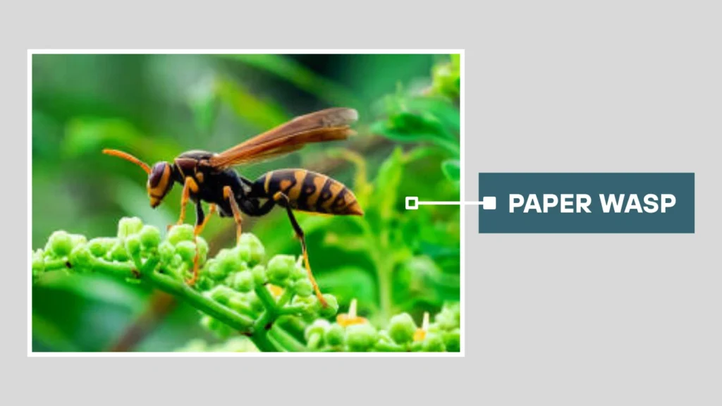 What is a Paper Wasp