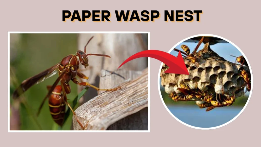 What is a Paper Wasp Nest