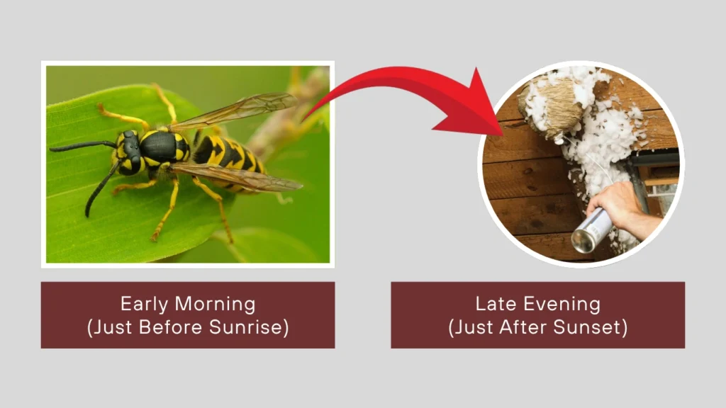 Best Time of Day to Spray a Wasp Nest