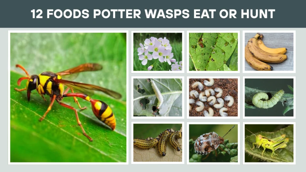 12 Foods Potter Wasps Eat or Hunt