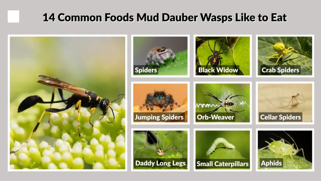 14 Common Foods Mud Dauber Wasps Like to Eat