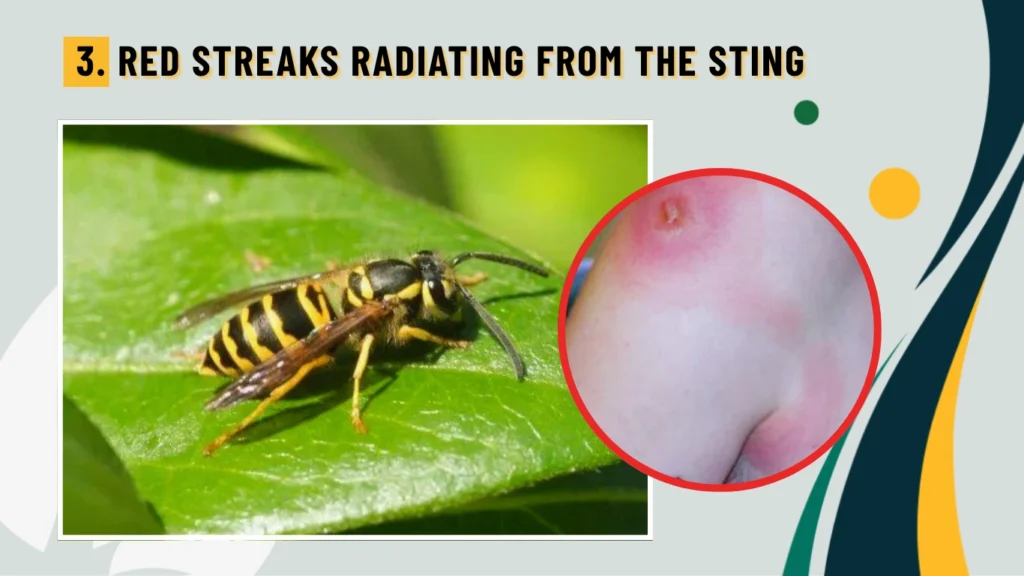 3. Red Streaks Radiating from the Sting