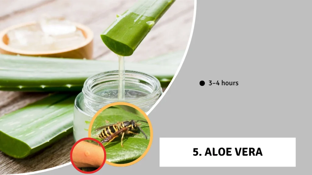 5. Aloe Vera