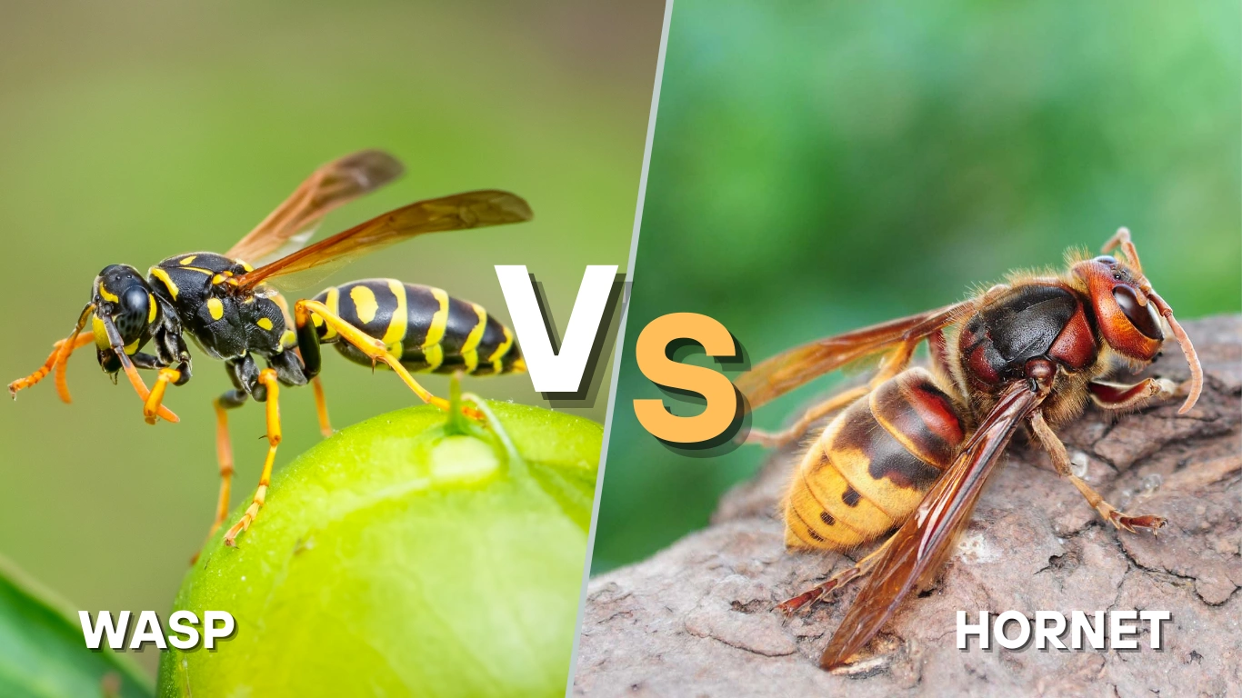 7 Key Differences Between a Wasp and a Hornet