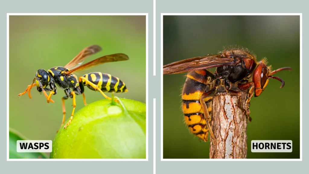 2. Behavior and Aggression