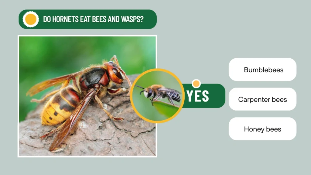 Do Hornets Eat Bees and Wasps?