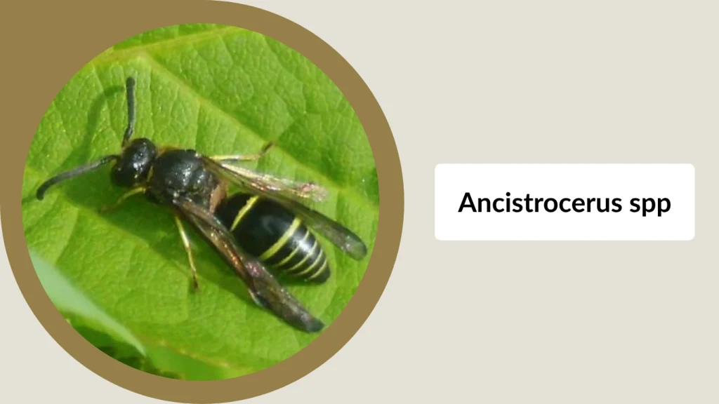 Ancistrocerus spp.