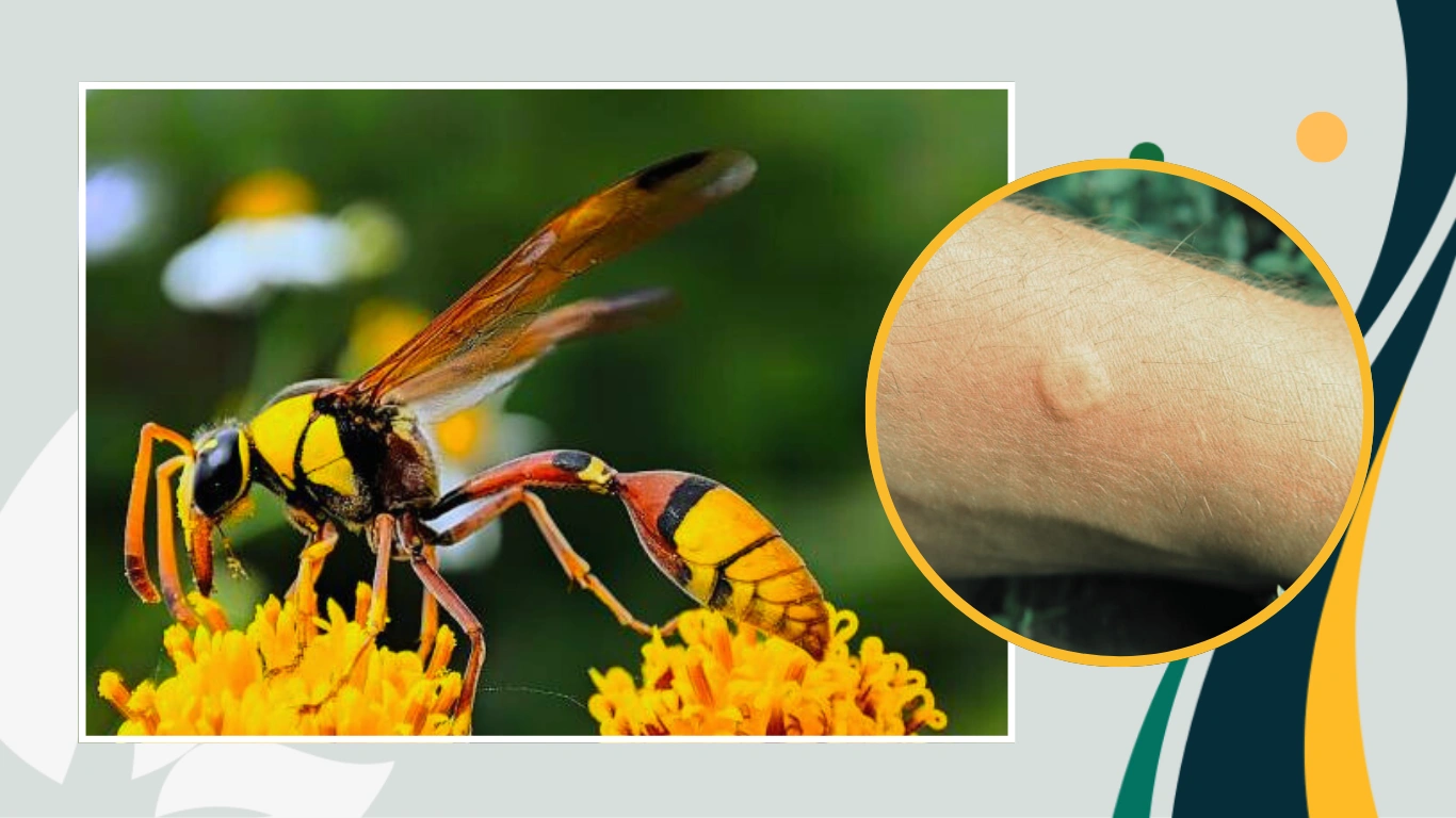 Are Potter Wasps Dangerous Sting, Aggressio & more