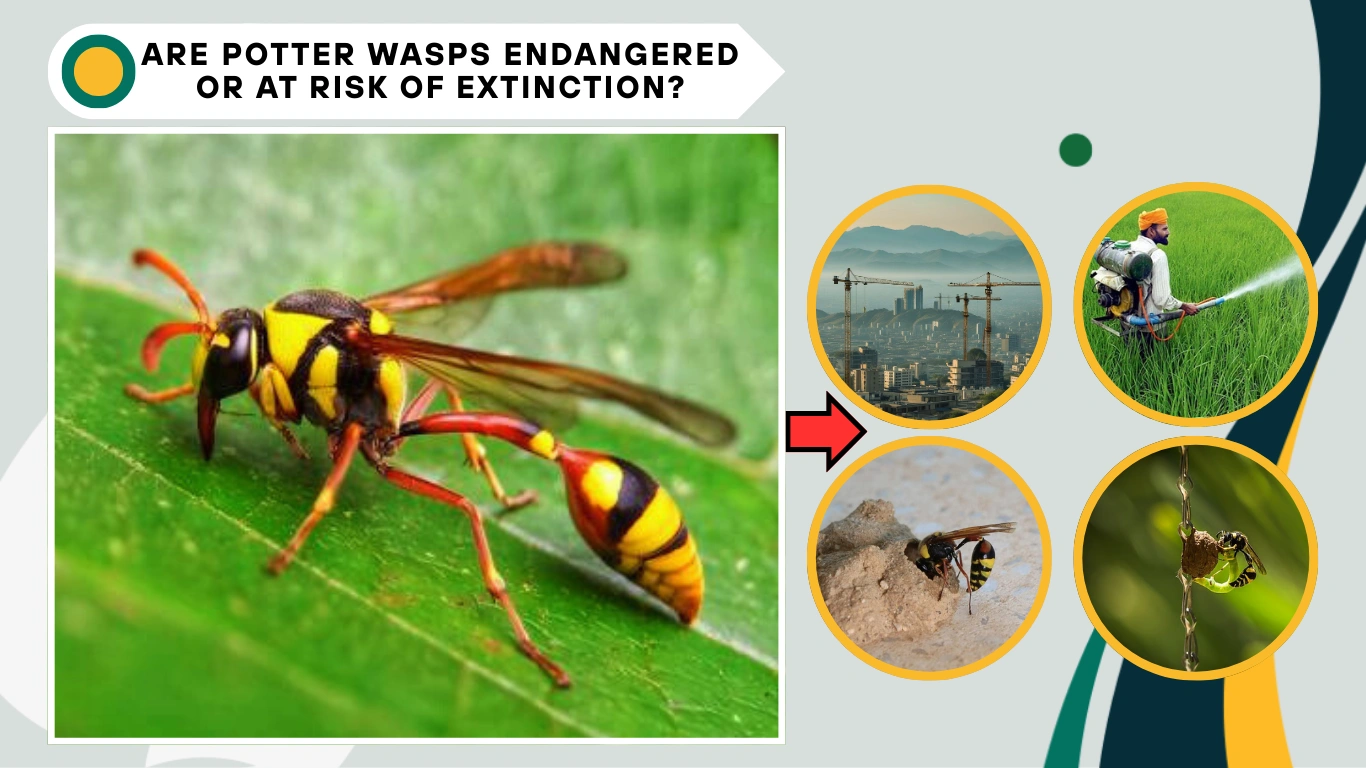 Are Potter Wasps Endangered or at Risk of Extinction