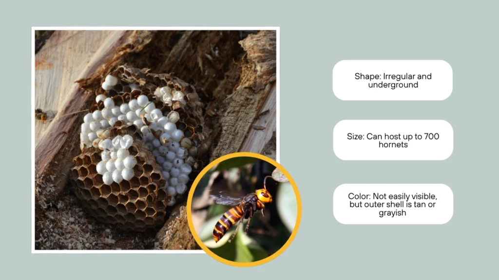 Asian Giant Hornet Nest