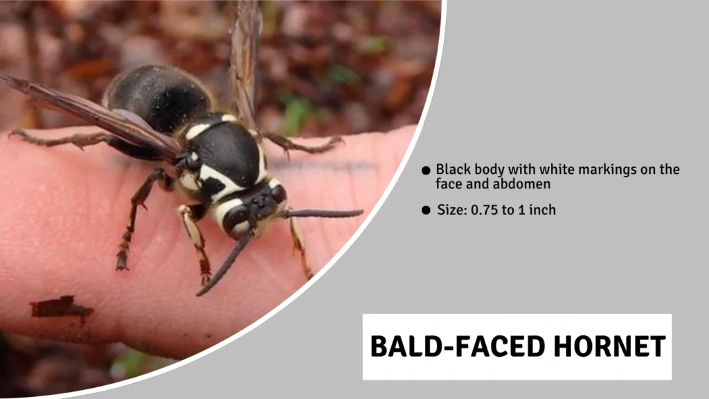 Bald-Faced Hornet