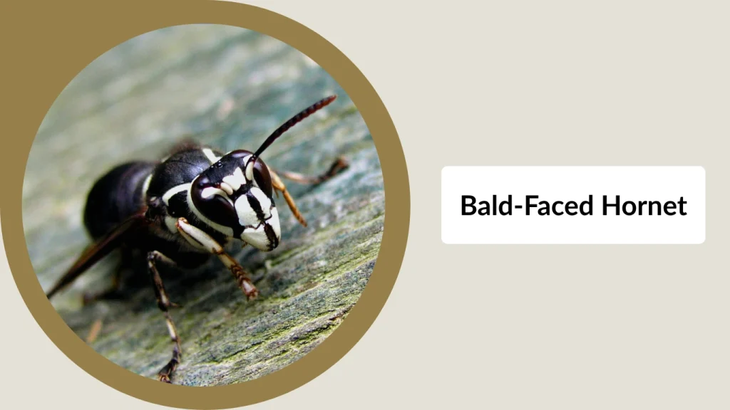 Bald-Faced Hornet