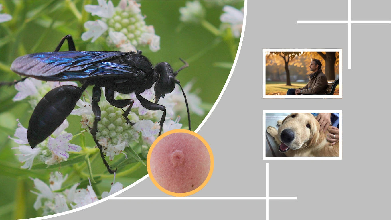 Big Black Wasp Sting Pain, Risk, Danger for Humans or Dogs