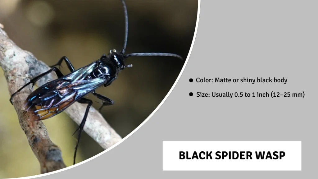 Black Spider Wasp