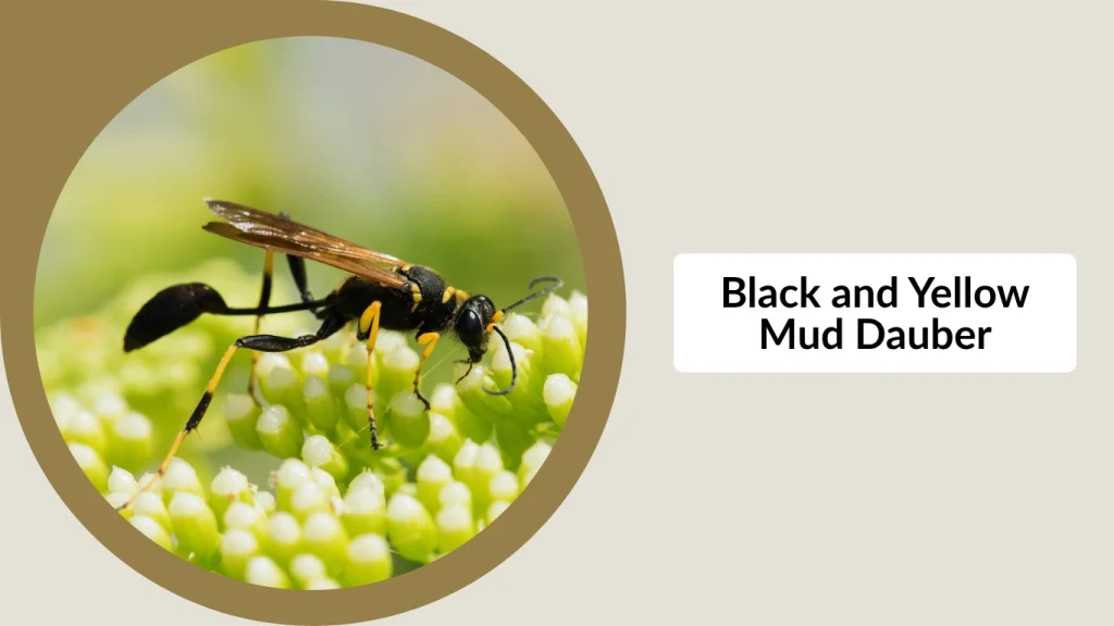 Black and Yellow Mud Dauber