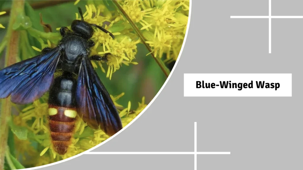 Blue-Winged Wasp