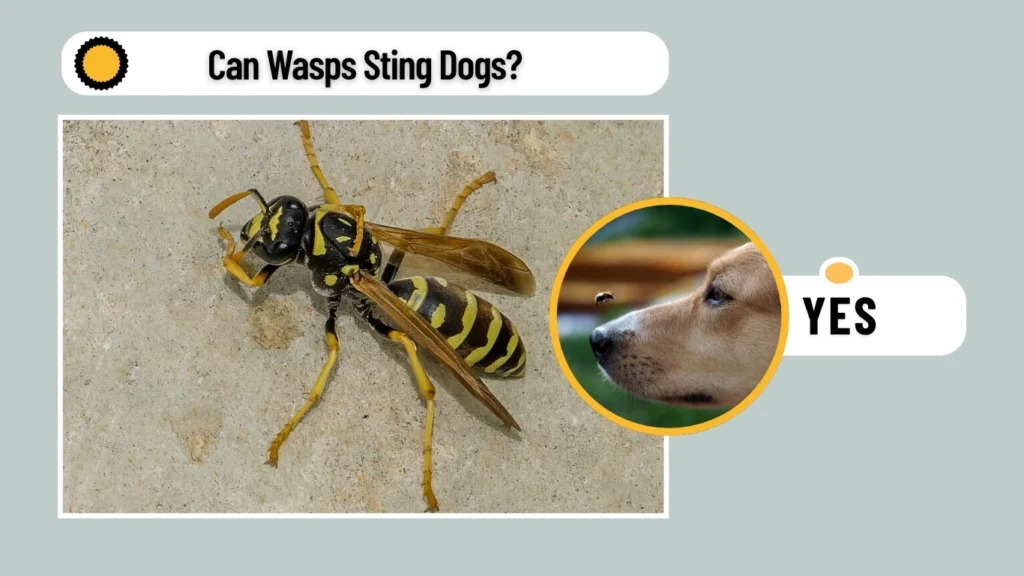Can Wasps Sting Dogs