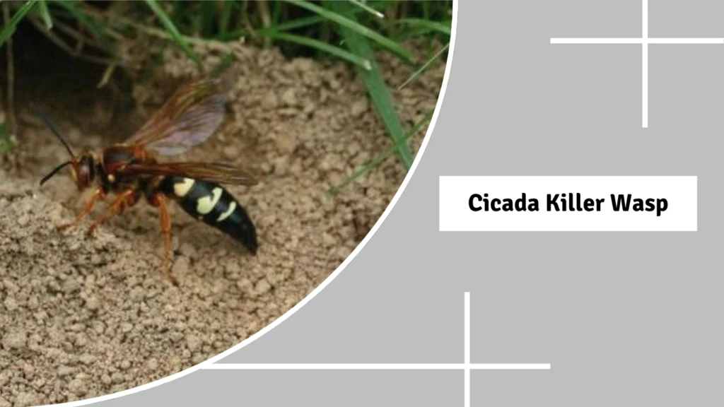 Cicada Killer Wasp