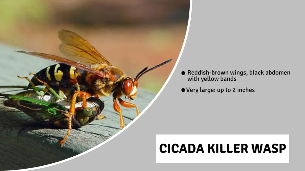 Cicada Killer Wasp