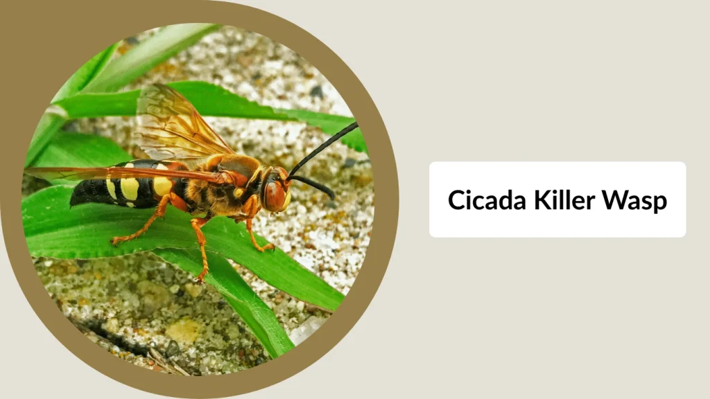 Cicada Killer Wasp