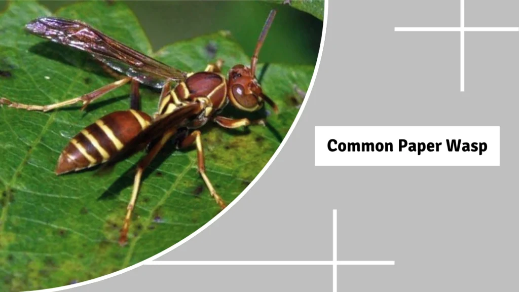 Common Paper Wasp