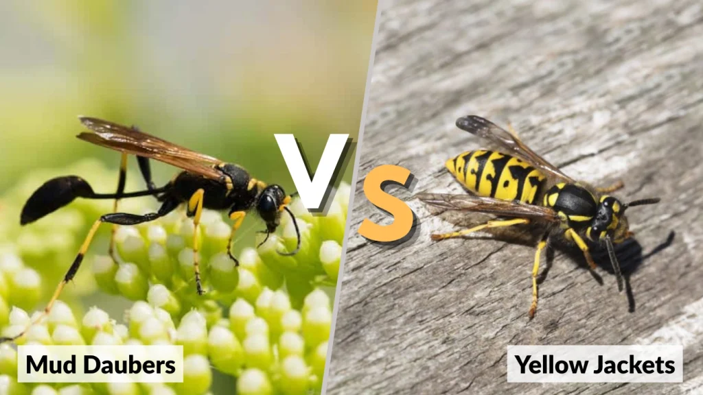 Comparison With Other Wasps