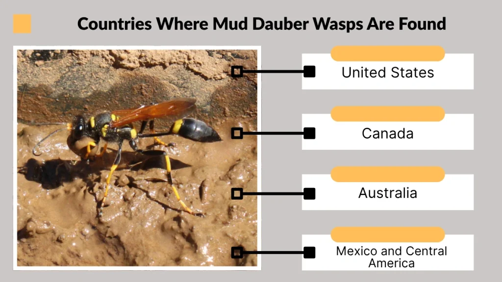 Countries Where Mud Dauber Wasps Are Found