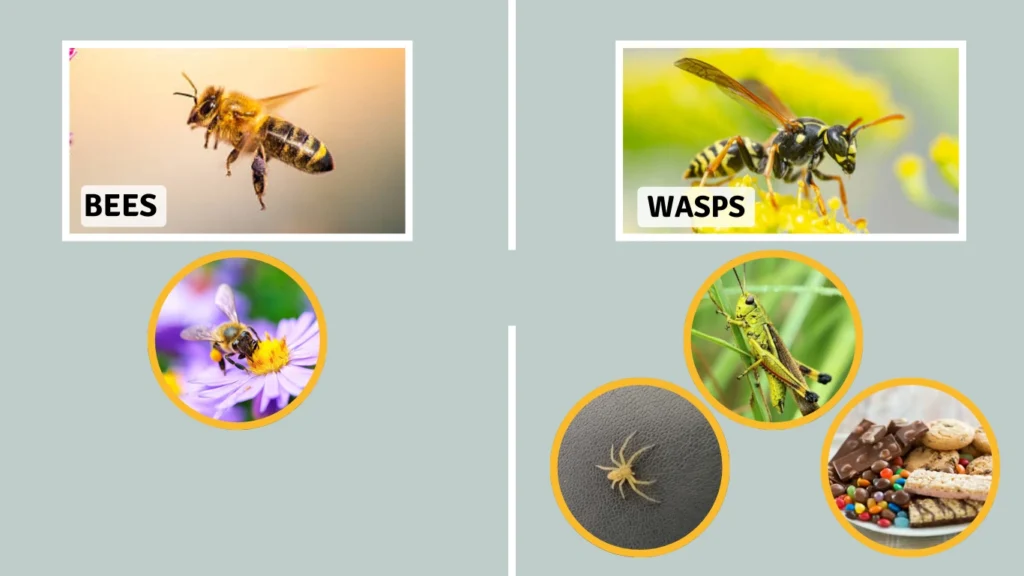 Bees and Wasps Diet and Role in Nature