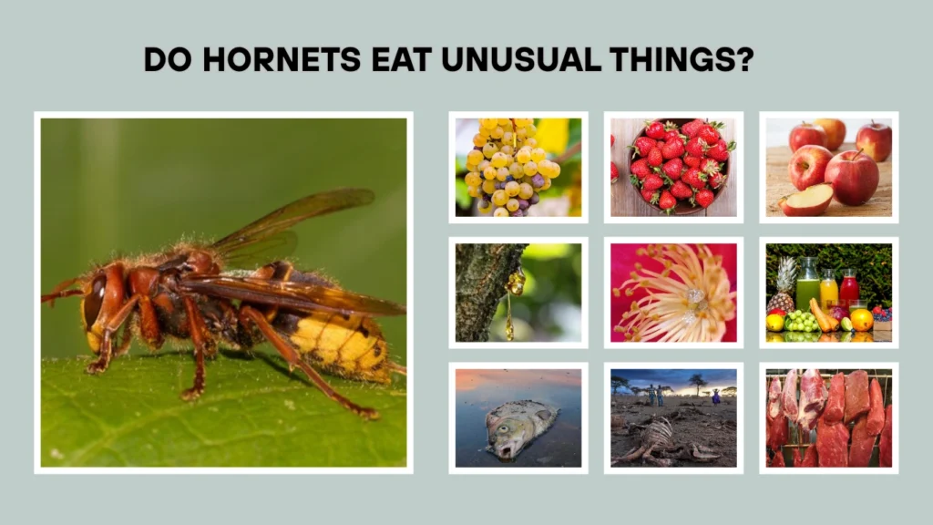 Do Hornets Eat Unusual Things