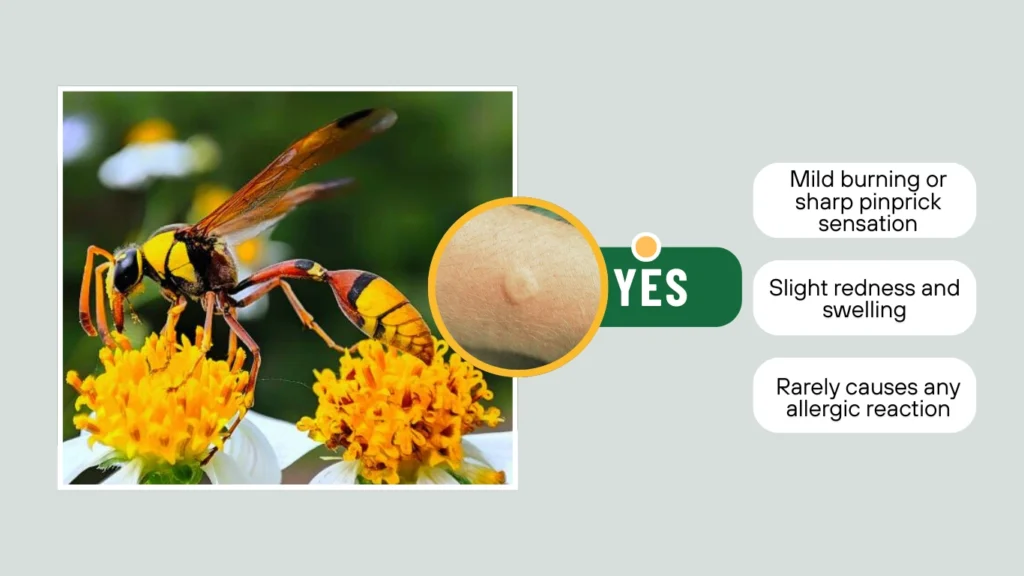 Do Potter Wasps Sting