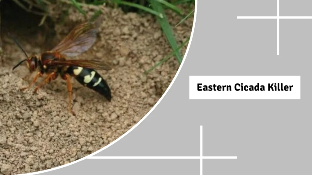 Eastern Cicada Killer