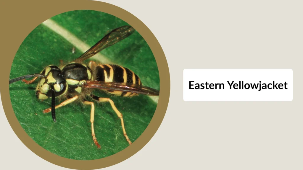 Eastern Yellowjacket