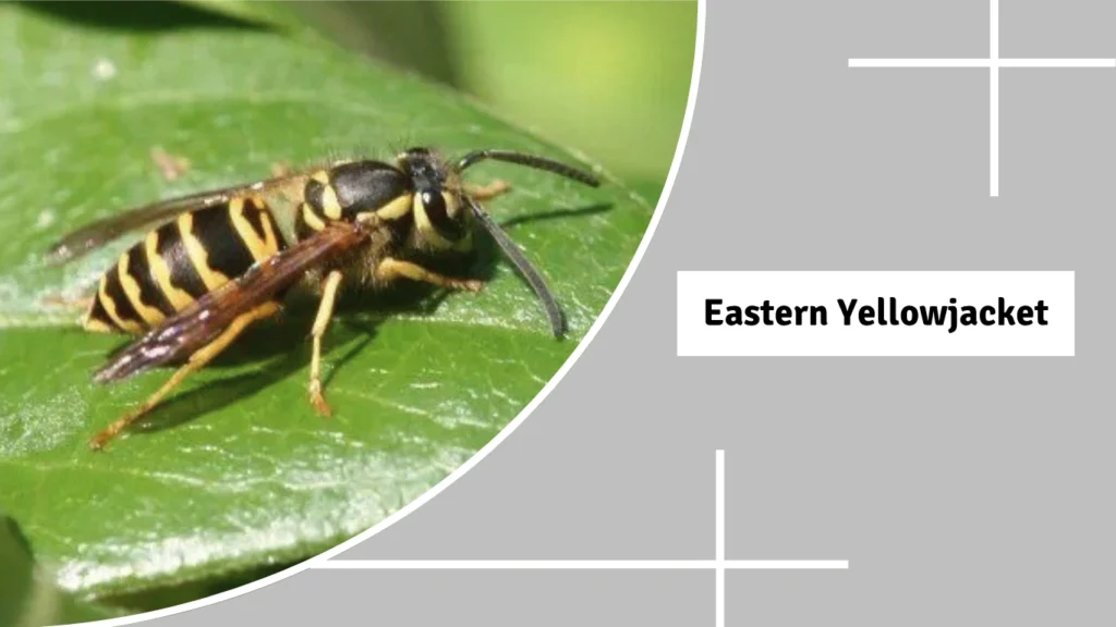 Eastern Yellowjacket
