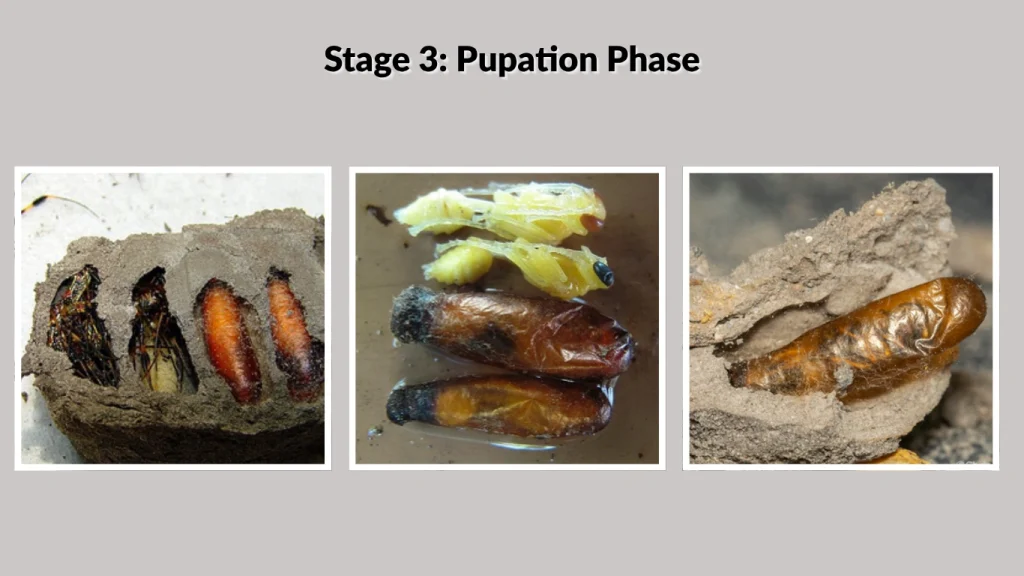 Stage 3: Pupation Phase