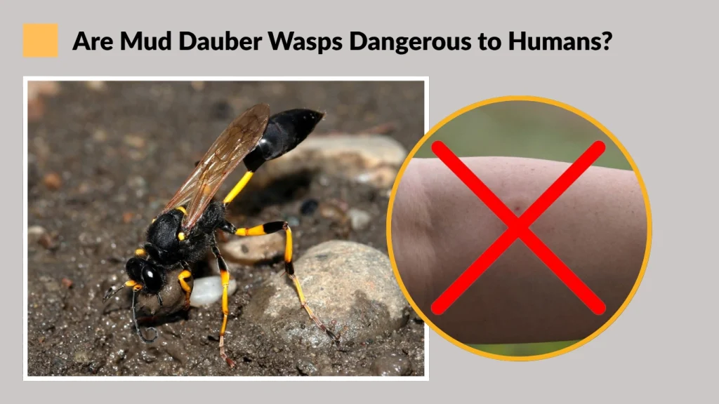 Are Mud Dauber Wasps Dangerous to Humans?