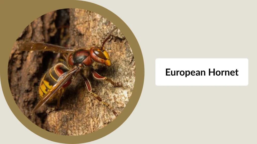 European Hornet