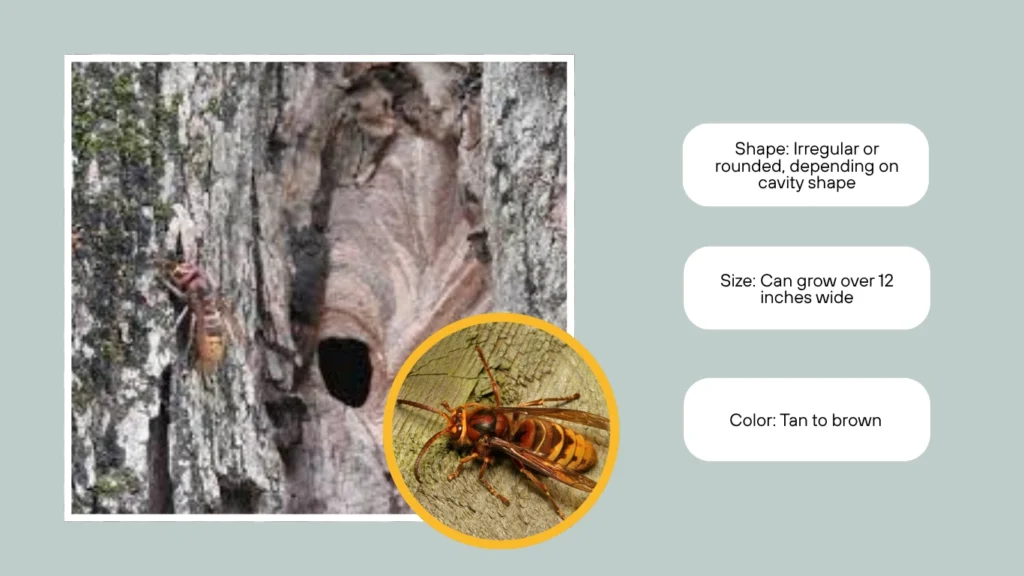 European Hornet Nest