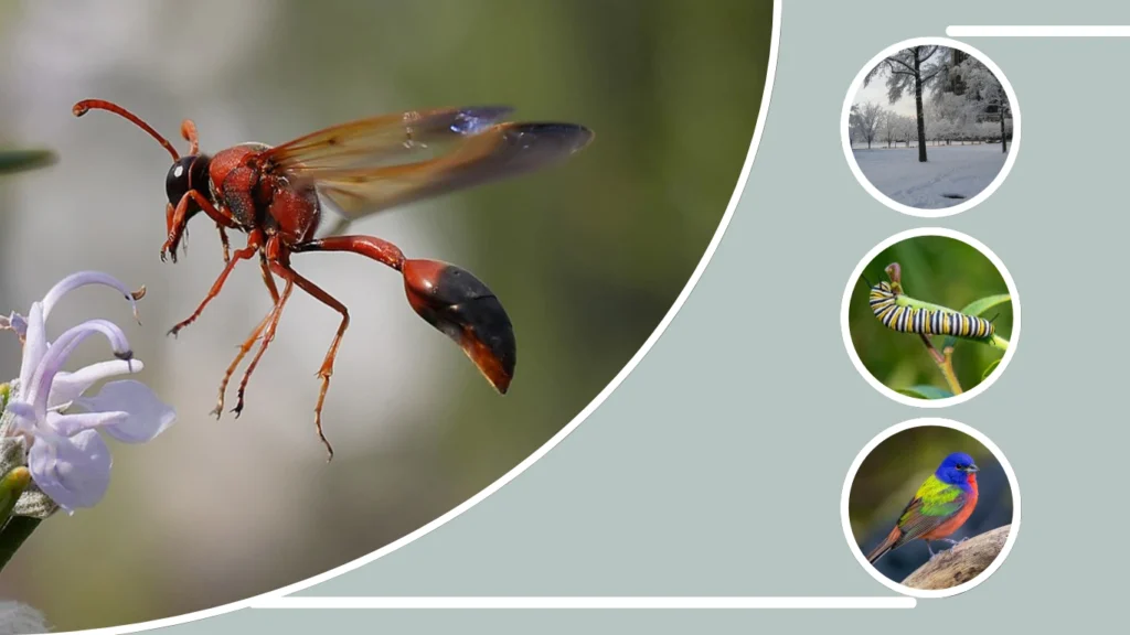 Factors That Influence Potter Wasp Lifespan