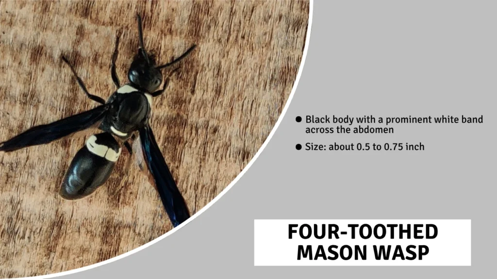 Four-Toothed Mason Wasp