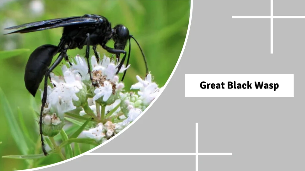 Great Black Wasp