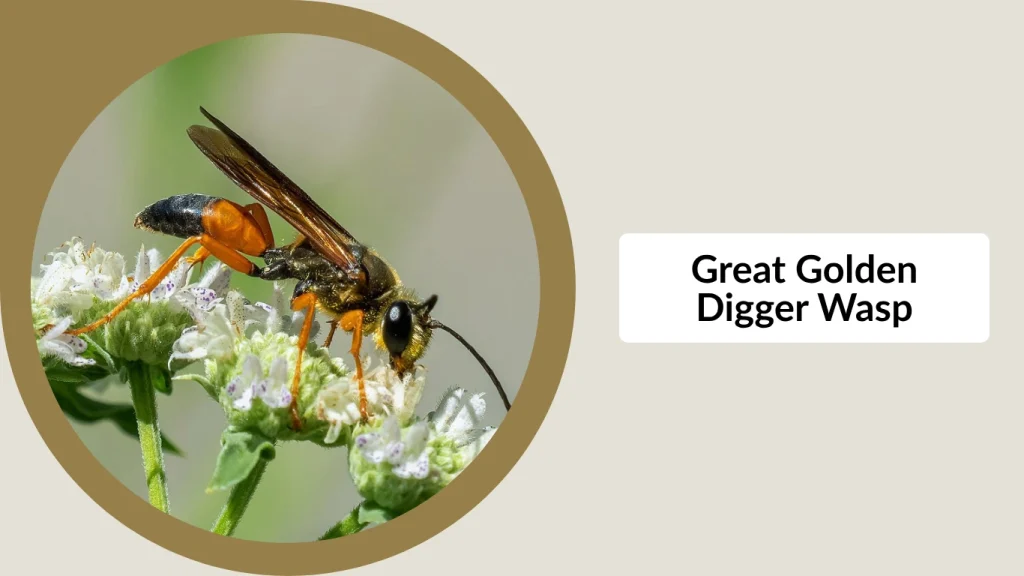 Great Golden Digger Wasp